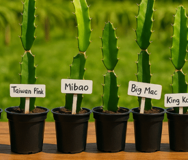 dragon fruit varieties image (2)