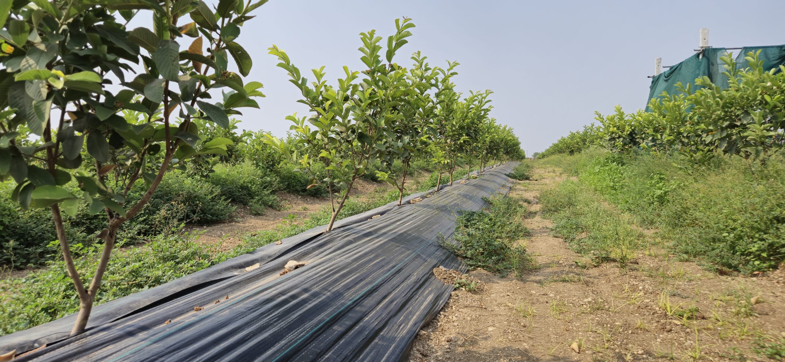 guava plants with weedmat setup