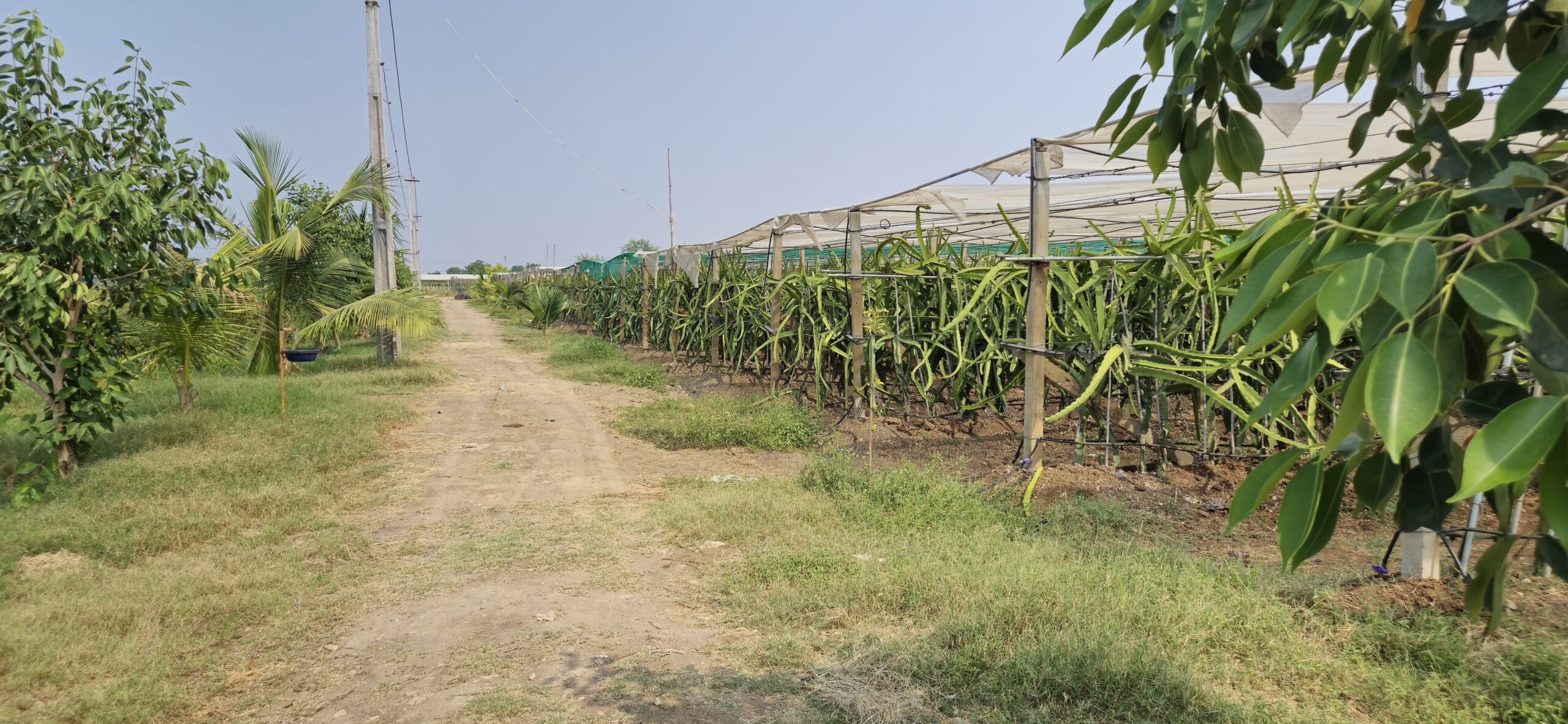 best dragon fruit farm advanced structucture with double layer, shadenet, micro sprinklers