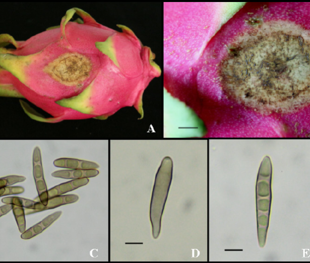 A-B-Rot-symptom-caused-by-Bipolaris-cactivora-on-the-dragon-fruit-C-E-Conidia-D