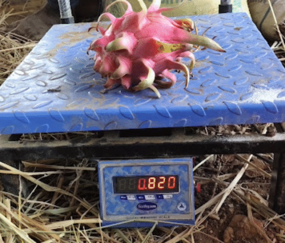 Dragon fruit big size