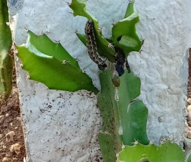 Ladde-Purugu-768x1024