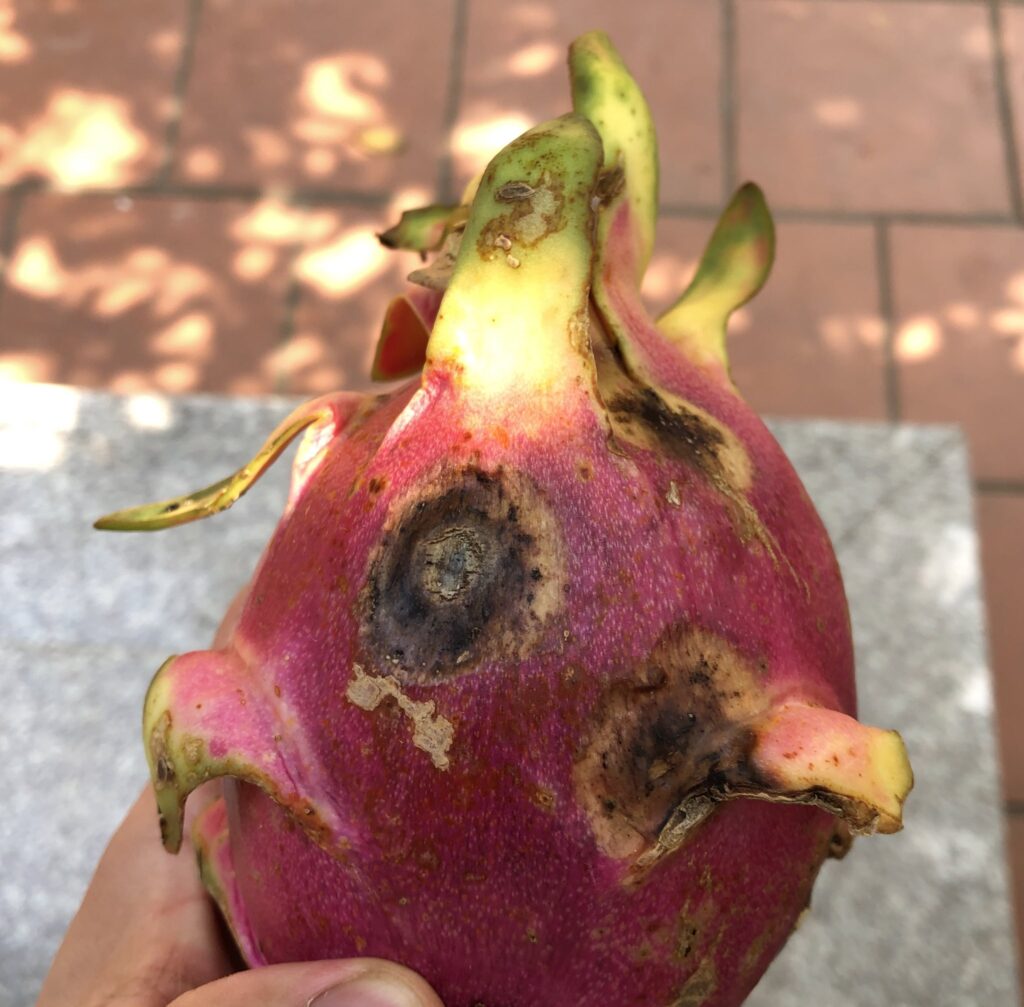 dragon fruit rot