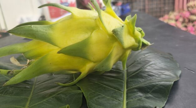 Golden Yellow Dragon Fruit video