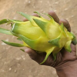 Mastering Golden Yellow Dragon Fruit Farming: A Guide to India’s New Sweet Revolution