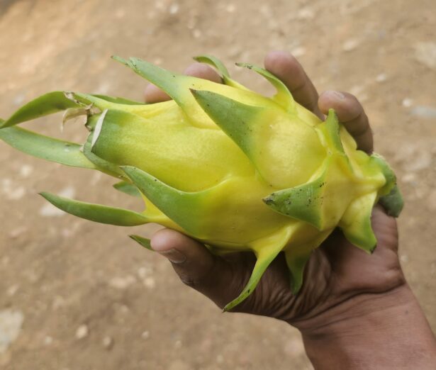 Golden Yellow Dragon Fruit