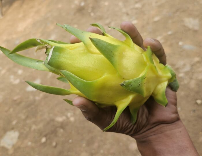 Golden Yellow Dragon Fruit