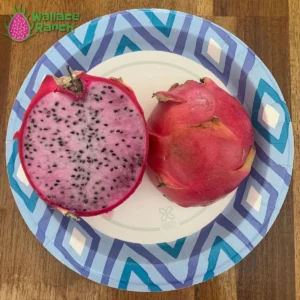 DELIGHT DRAGON FRUIT PLANT - Exotic Variety