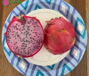 DELIGHT DRAGON FRUIT PLANT - Exotic Variety