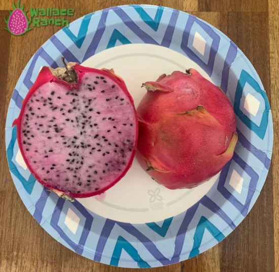 DELIGHT DRAGON FRUIT PLANT - Exotic Variety