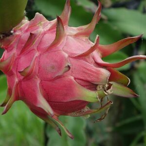 GODZILLA (GOJIRA) DRAGON FRUIT PLANT- Exotic Variety