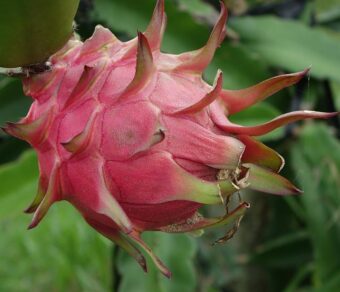 GODZILLA (GOJIRA) DRAGON FRUIT PLANT- Exotic Variety