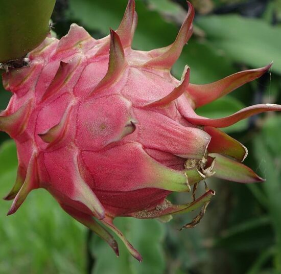 GODZILLA (GOJIRA) DRAGON FRUIT PLANT- Exotic Variety