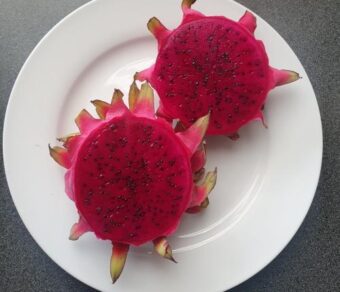 GODZILLA (GOJIRA) DRAGON FRUIT PLANT- Exotic Variety