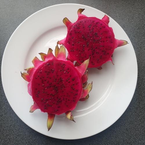 GODZILLA (GOJIRA) DRAGON FRUIT PLANT- Exotic Variety