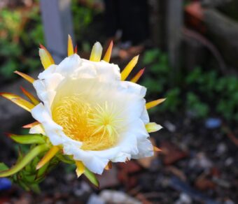 GODZILLA (GOJIRA) DRAGON FRUIT PLANT- Exotic Variety