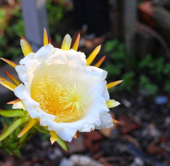 GODZILLA (GOJIRA) DRAGON FRUIT PLANT- Exotic Variety