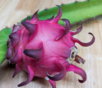 Red Jaina Dragon Fruit Variety (Deep Red Flesh)