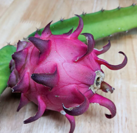 Red Jaina Dragon Fruit Variety (Deep Red Flesh)