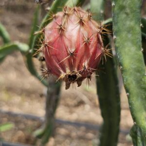 Red Palora Dragon Fruit Plant Cutting (Premium Red Skin Variety)