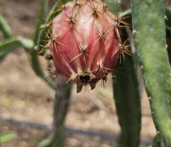 Red Palora Dragon Fruit Plant Cutting (Premium Red Skin Variety)