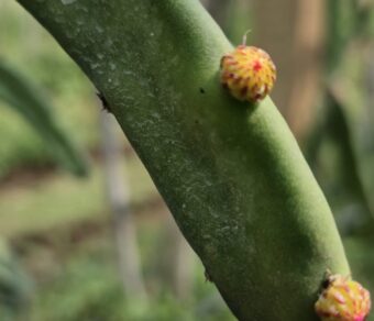 Red Palora Dragon Fruit Plant Cutting (Premium Red Skin Variety)