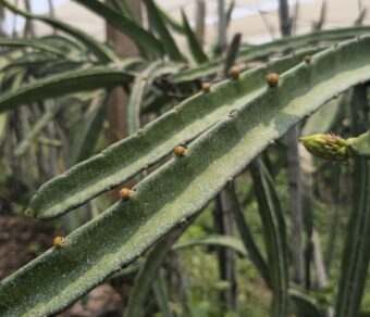 Red Palora Dragon Fruit Plant Cutting (Premium Red Skin Variety)