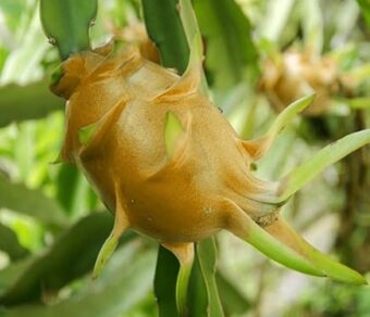 AX Dragon Fruit Plant Cutting – Red Flesh High Performance Variety