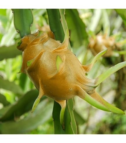 AX Dragon Fruit Plant Cutting – Red Flesh High Performance Variety