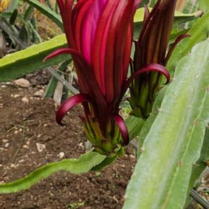 AX Dragon Fruit Plant Cutting – Red Flesh High Performance Variety