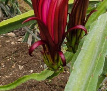 AX Dragon Fruit Plant Cutting – Red Flesh High Performance Variety