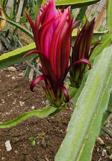 AX Dragon Fruit Plant Cutting – Red Flesh High Performance Variety