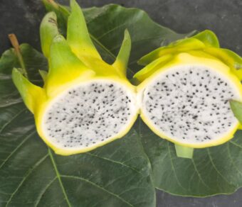 Golden Yellow Dragon Fruit Plant Cutting