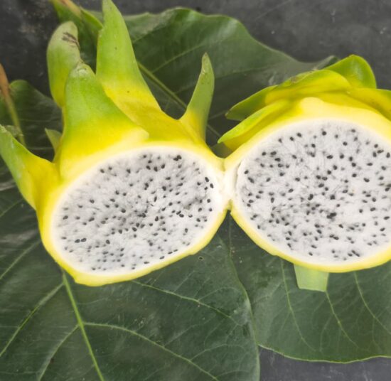 Golden Yellow Dragon Fruit Plant Cutting