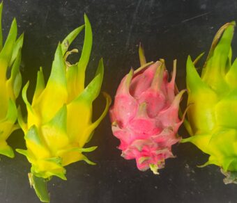 Golden Yellow Dragon Fruit Plant Cutting