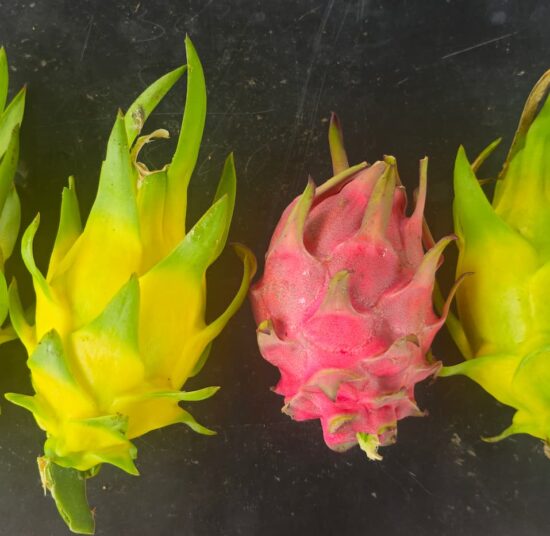 Golden Yellow Dragon Fruit Plant Cutting