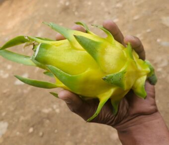 Golden Yellow Dragon Fruit Plant Cutting