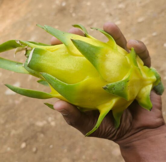 Golden Yellow Dragon Fruit Plant Cutting
