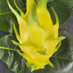 Golden Yellow Dragon Fruit Plant Cutting