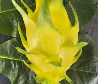 Golden Yellow Dragon Fruit Plant Cutting