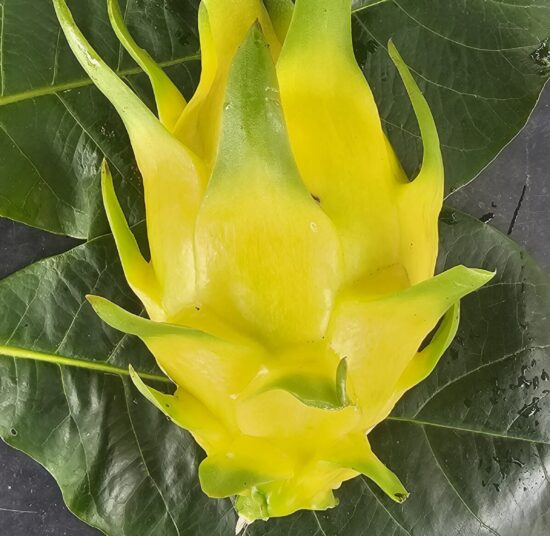 Golden Yellow Dragon Fruit Plant Cutting