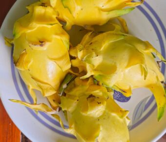 Golden Yellow Dragon Fruit Plant Cutting