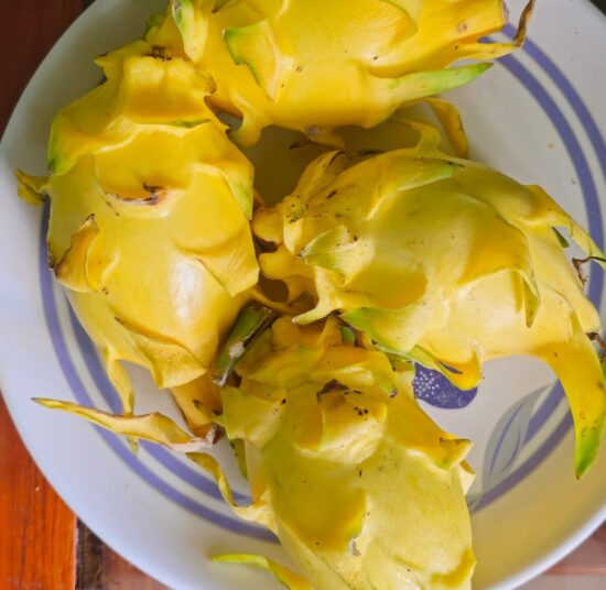 Golden Yellow Dragon Fruit Plant Cutting