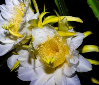 MORROCAN RED - RED FLESH