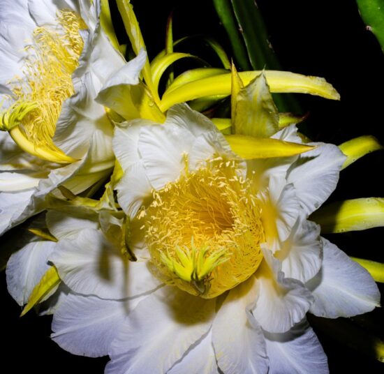 MORROCAN RED - RED FLESH