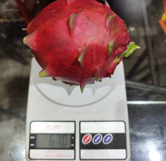 ORIJONA DRAGON FRUIT PLANT