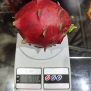 ORIJONA DRAGON FRUIT PLANT