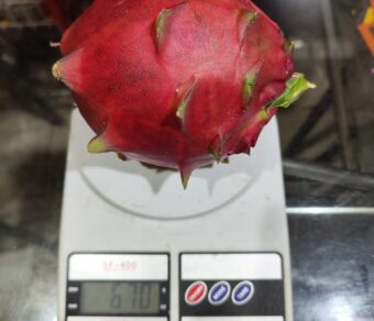 ORIJONA DRAGON FRUIT PLANT