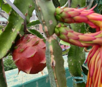 ORIJONA DRAGON FRUIT PLANT