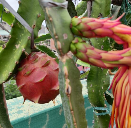 ORIJONA DRAGON FRUIT PLANT